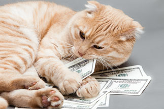 Cat holding money
